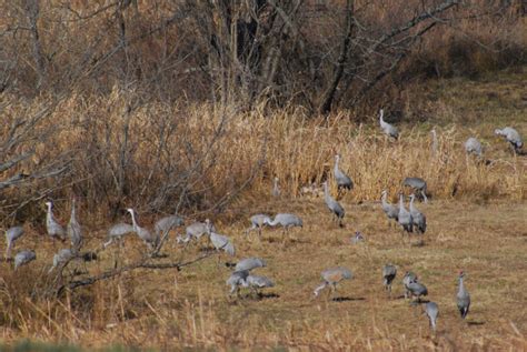 The Nickajack Naturalist: Sandhill Cranes at the Hiwassee Wildlife Refuge