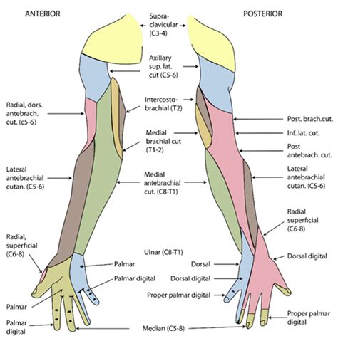 Axillary Nerve Block