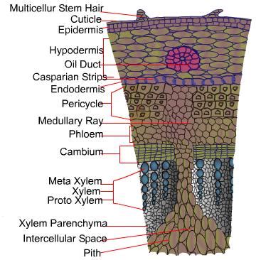 Standard Note: Internal Structure of Dicot Stem