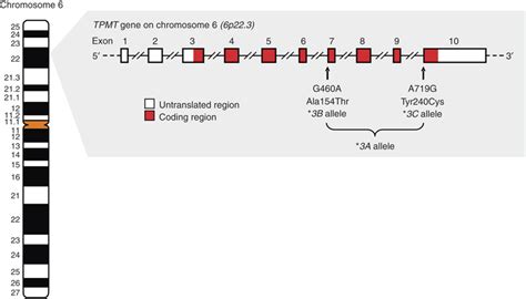 Thiopurine-S-methyltransferase (TPMT) gene and the *3A allele. The TPMT... | Download Scientific ...