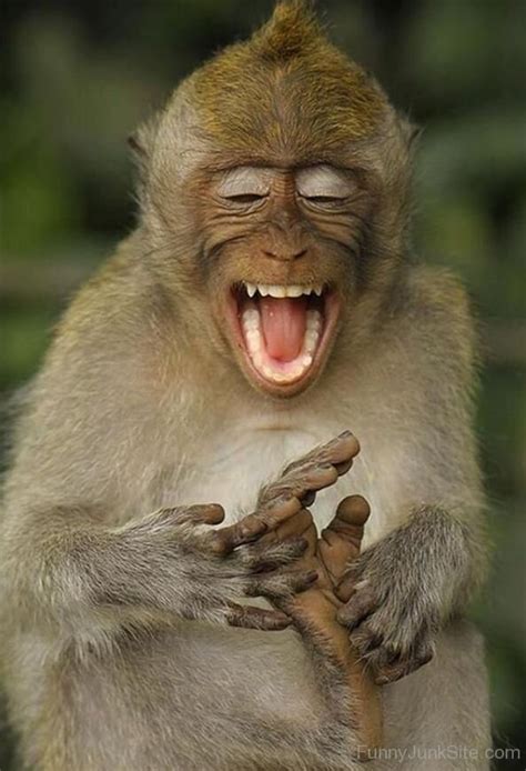 Funny Monkey Pictures