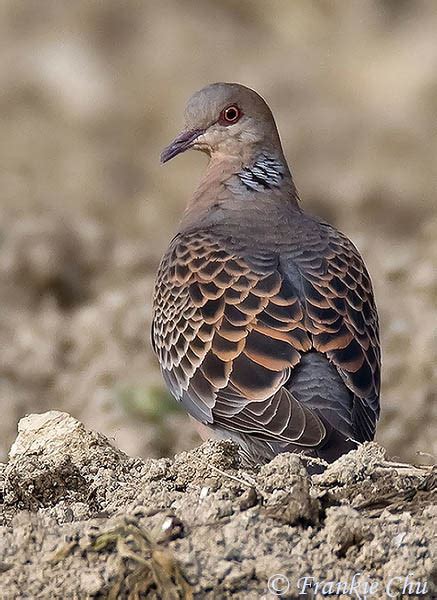 Oriental Turtle-Dove - Streptopelia orientalis - Species Information ...