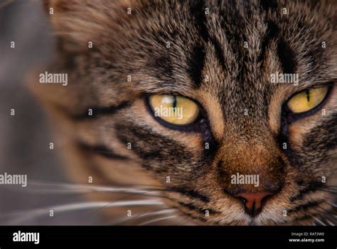 Amber eyes of cat hi-res stock photography and images - Alamy