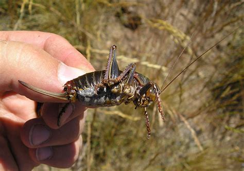 Mormon Cricket - What's That Bug?