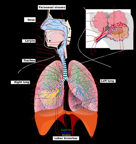 Respiratory System Diagram - exatin.info