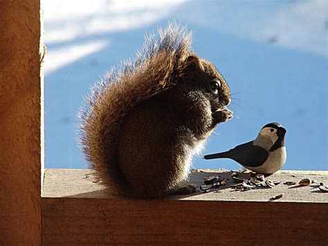 Red Squirrel & Friend