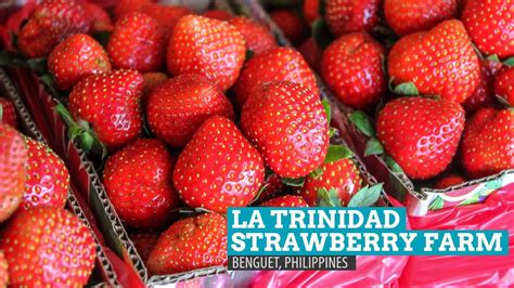 La Trinidad Strawberry Farm: Heart-shaped Madness in Benguet ...