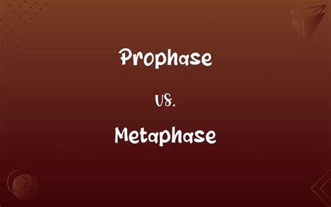 Prophase vs. Metaphase: Know the Difference