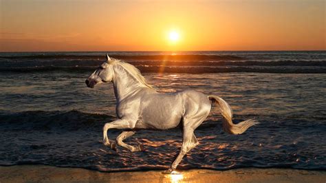 White Horse Galloping Beach Sea Waves Sunset Desktop Wallpaper Hd : Wallpapers13.com