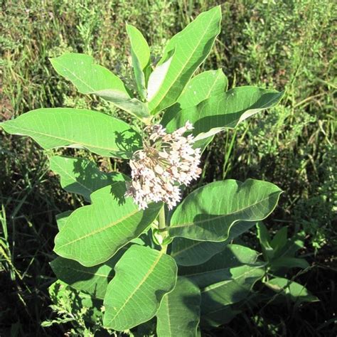 Common Milkweed - Weekly Weeder #10