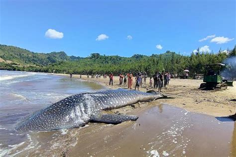 Berita Ikan Terbesar di Dunia yang Masih Ada Terbaru dan Terkini Hari Ini - Katadata.co.id