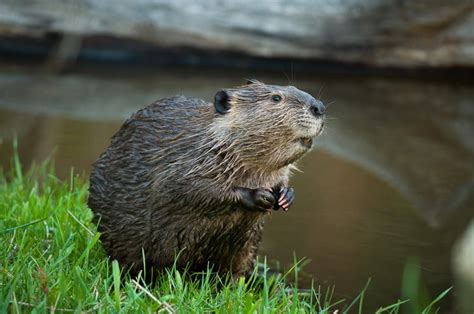 North American Beaver Facts, Distribution, Diet, Pictures