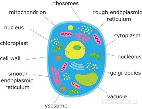 Science Clipart-animal cell structure clipart illustration