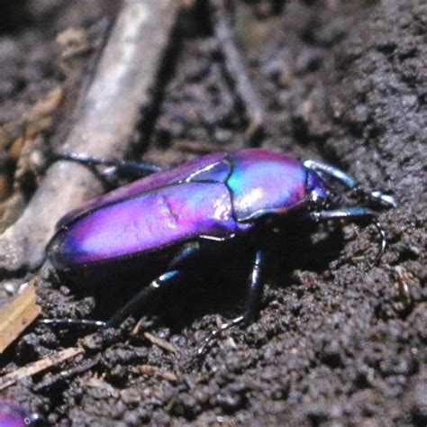 Purple Jewel Beetle