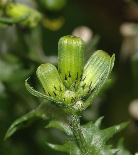 Senecio vulgaris (Asteraceae) image 13509 at PlantSystematics.org