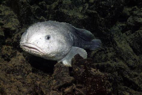 The Real Story Behind The Blobfish, The So-Called ‘Ugliest Animal On Earth’