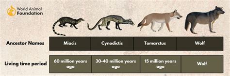 Domestication Of Dogs: From Wolves To Our Canine Companions