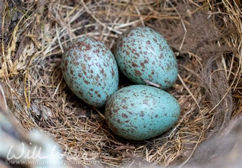 Georgia Backyard Birding Mockingbird Nest and Eggs - WILLIAM WISE ...