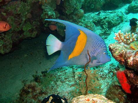 Arabian Angelfish Fish Ocean Coral Angelfish-12 Inch BY 18 Inch ...