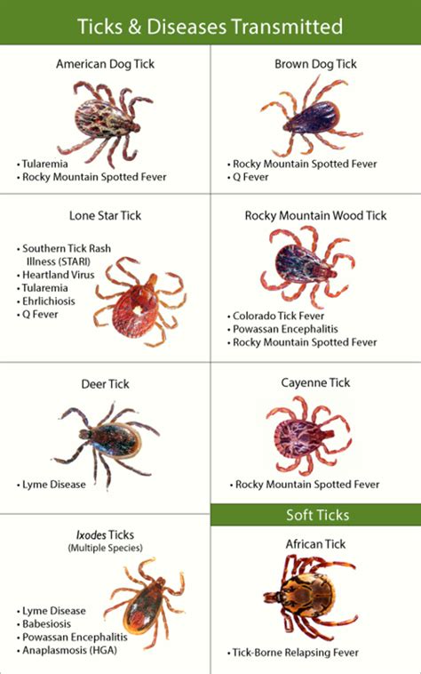 Tick Bite Infections and the Devastation They Wreak on Your Health | HubPages