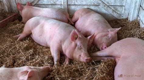 Largest Pig Breed: Top Picks for Homesteaders & Beginners