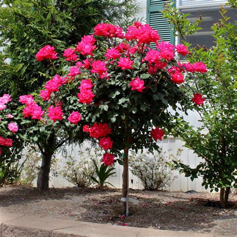 Red Knock Out Rose Trees for Sale – FastGrowingTrees.com