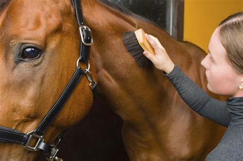 Horse Grooming Musts for Summer Business