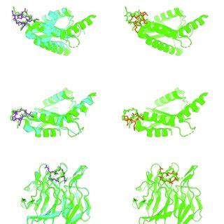 Comparison of predicted protein-cyclic peptide complex structures of... | Download Scientific ...