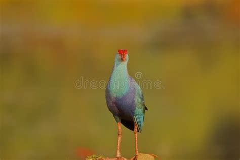 Purple Swamphen Bird Natural Nature Wallpaper India Stock Photo - Image of watching, natural ...