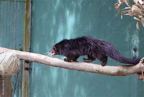 Binturong (Arctictis binturong), also known as bearcat. Stock Photo | Adobe Stock