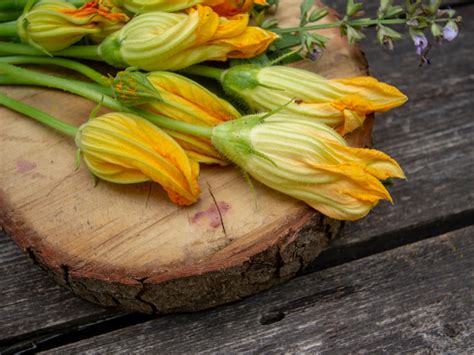 Cooking With Squash Flowers: Tips For Harvesting Squash Flowers