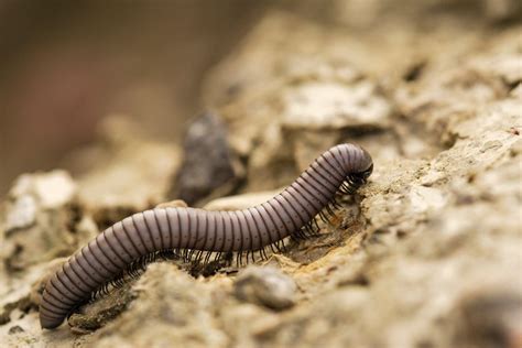 10 Fascinating Facts About Millipedes