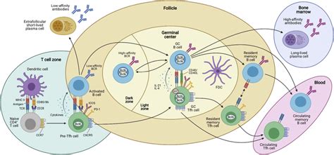 Antigen‐dependent multistep differentiation of T follicular helper... | Download Scientific Diagram