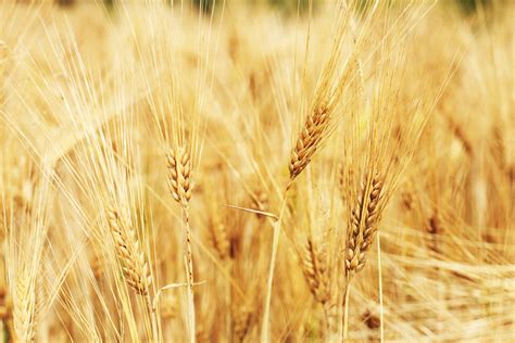 Free Images : barley, prairie, seed, harvest, crop, scenic, agriculture ...