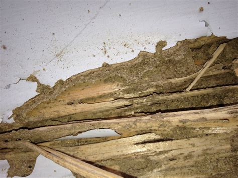 termite damage vs water damage