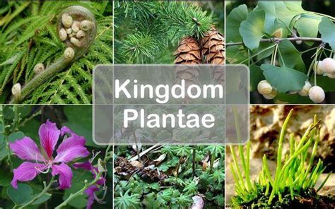 Diversity in Living Organisms: Five Kingdom Classification : Plantlet