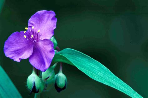 Kentucky Native Plant and Wildlife: Ohio Spiderwort (Tradescantia ohiensis)