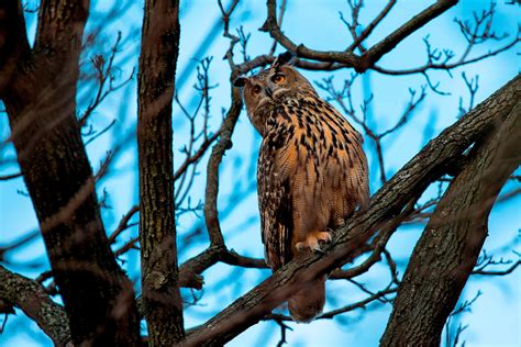 Central Park memorial service for Flaco the owl draws huge crowd - ABC News