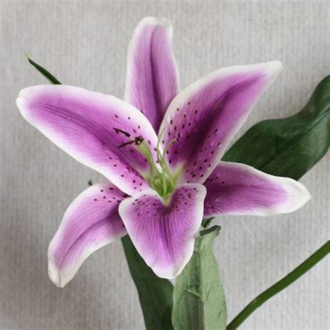 fake Lilie Purple Tiger Lily | Tiger Lily Stem W/Leaves-Purple | flowers | Pinterest | Purple