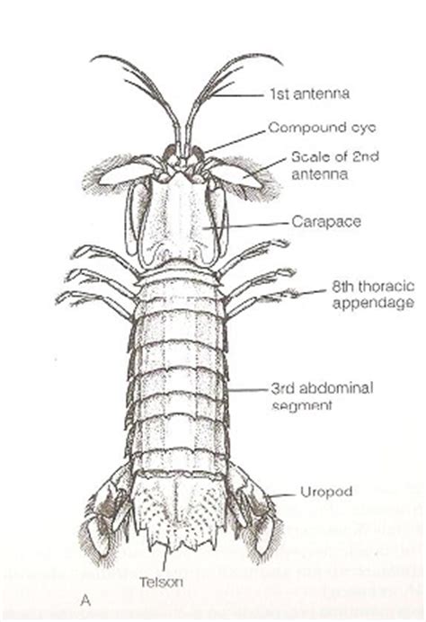 Gonodactylus chiragra