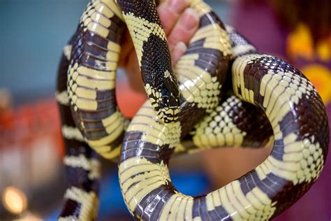 California Kingsnake | The Maryland Zoo