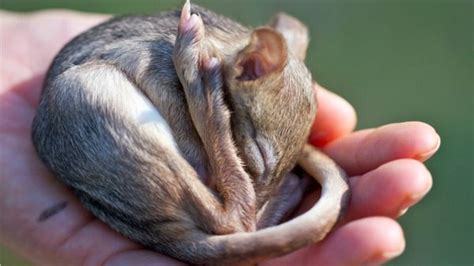 Isolated boodies repopulate the mainland – Critter Science