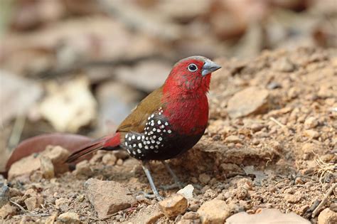 A look at the rarest finches in Australian aviaries - Aviculture Hub