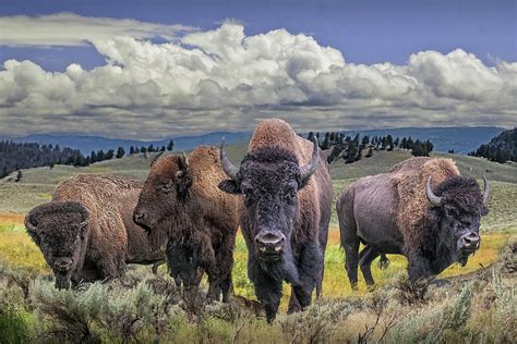 Yellowstone Buffalo Herd in a WesternLandscape. Photograph by Randall ...