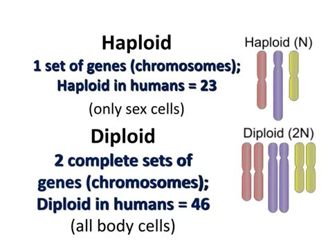 PPT - Diploid 2 complete sets of genes (chromosomes); Diploid in humans ...