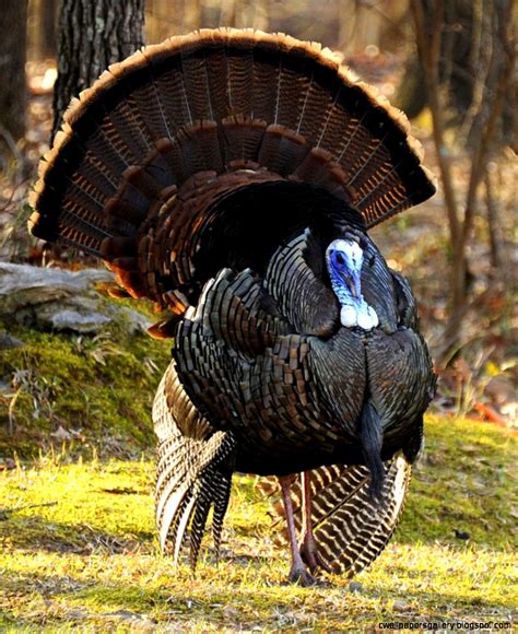 Turkey Wildlife | Wallpapers Gallery