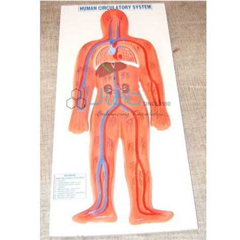 Human Circulatory System Model India, Human Circulatory System Model Manufacturer, Human ...