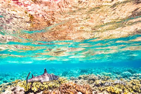 Sharks On The Great Barrier Reef - Cairns-Tours