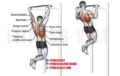 Pull-Up Exercise Guide: Build Back and Arm Strength Effectively