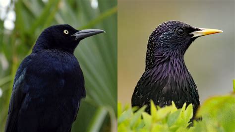 Grackle Vs Starling: 4 Key Differences - SongbirdHub